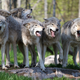 Wolves are better at intra-species cooperation than dogs, suggests new research (Image: Greg Toope/Shutterstock)